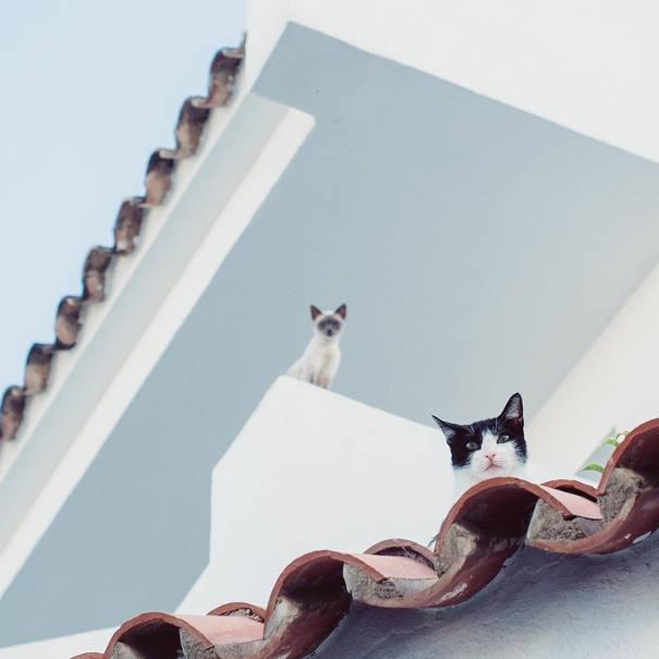 Chilli Pepper Marketing Privacy Policy